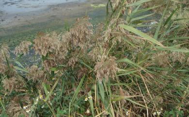 Phragmites australis 蘆葦