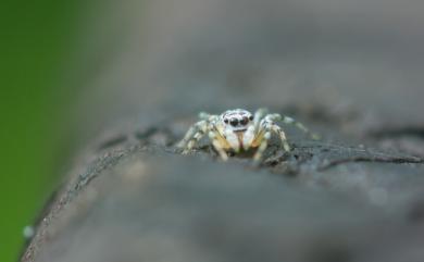 Phintelloides versicolor (C. L. Koch, 1846) 眼鏡擬黑條蠅虎