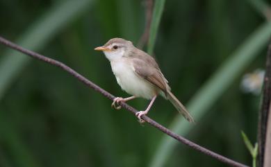 Prinia inornata flavirostris (Swinhoe, 1863) 褐頭鷦鶯
