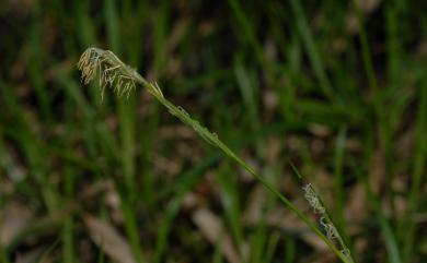 Carex alterniflora 宜蘭宿柱薹