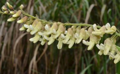 Sophora flavescens Aiton 苦參