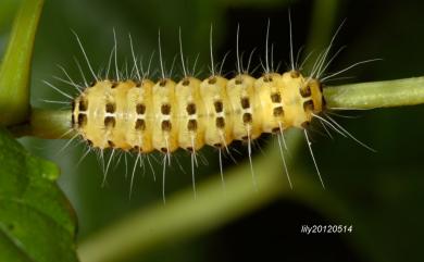 Illiberis phacusana Strand, 1915 銅腹透翅斑蛾