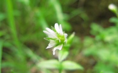 Cerastium L. 卷耳屬