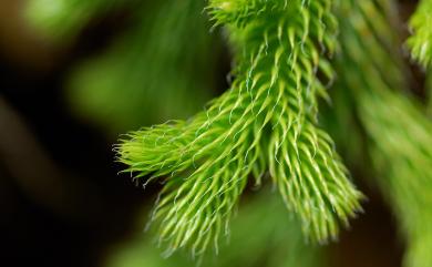 Selaginella P.Beauv. 卷柏屬