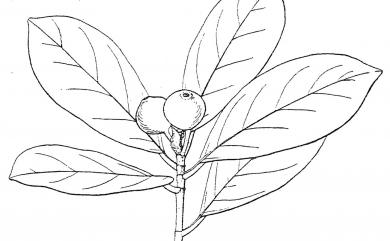Ficus pubinervis 綠島榕