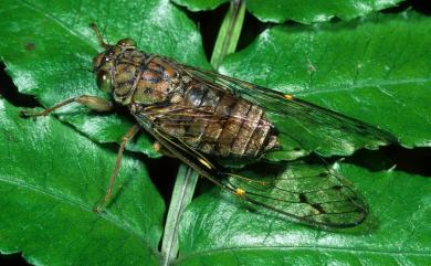 Purana apicalis (Matsumura, 1907) 臺灣姬蟬