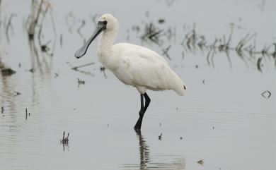 Platalea minor Temminck & Schlegel, 1849 黑面琵鷺