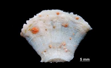Truncatoflabellum aculeatum (Milne Edwards & Haime, 1848) 針刺截扇珊瑚