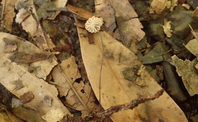 Marasmius 小皮傘屬