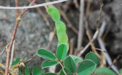 Desmodium heterophyllum 變葉山螞蝗