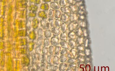 Gymnostomum aurantiacum (Mitt.) Jaeg. 橙色淨口苔