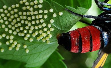 Euchromia elegantissima Wallengren, 1861 豐采鹿蛾