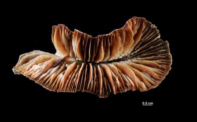 Rhizotrochus flabelliformis Cairns, 1989 扇形根輪珊瑚