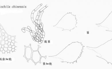 Plagiochila chinensis 中華羽蘚
