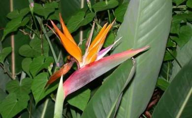 Strelitzia reginae Banks 天堂鳥蕉