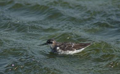 Phalaropus lobatus (Linnaeus, 1758) 紅領瓣足鷸