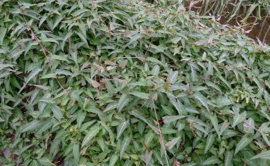 Fallopia multiflora (Thunb.) Haraldson 臺灣何首烏