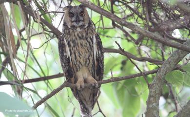 Asio otus (Linnaeus, 1758) 長耳鴞