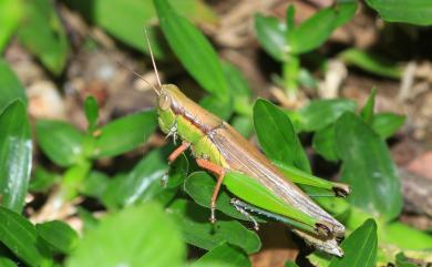 Oxya chinensis Thunberg, 1815 中華稻蝗