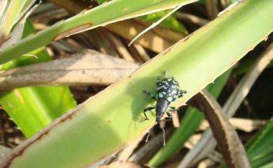Eupyrgops waltonianus (Adams, 1848) 碎斑硬象鼻蟲