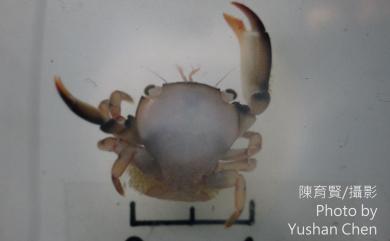 Tetralia rubridactyla Garth, 1971 滑指擬梯形蟹