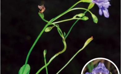 Lindernia oblonga 稜萼母草