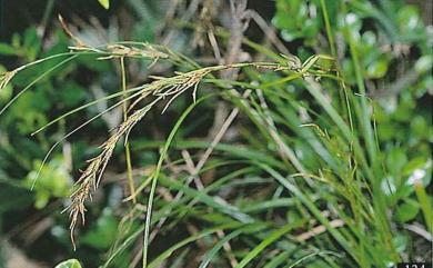 Carex brunnea Thunb. 束草