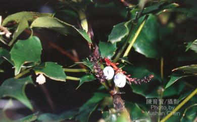 Mahonia japonica (Thunb.) DC. 十大功勞