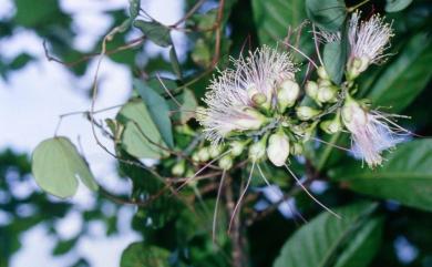 Barringtonia racemosa 水茄苳