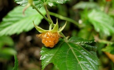 Rubus corchorifolius 變葉懸鉤子