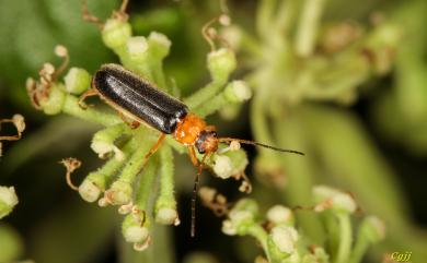 Rhagonycha micheli Okushima&Yang, 2013 米榭黑姬菊虎