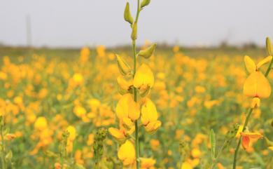 Crotalaria juncea L. 太陽麻