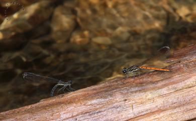 Rhinocypha taiwana Wang & Chang, 2013 朱環鼓蟌