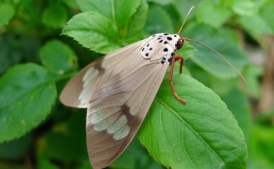 Amerila astrea (Drury, 1773) 閃光玫燈蛾