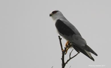 Elanus caeruleus vociferus 黑翅鳶