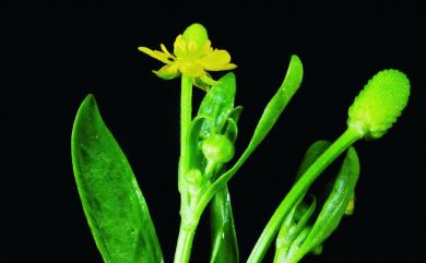 Ranunculus sceleratus L. 石龍芮