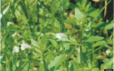 Lindernia dubia 美洲母草