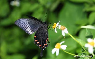 Papilio bianor kotoensis Sonan, 1927 翠鳳蝶蘭嶼亞種