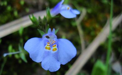 Mazus fauriei Bonati 佛氏通泉草