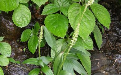 Goodyera procera 穗花斑葉蘭