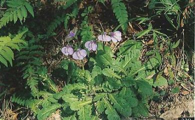 Mazus fauriei 佛氏通泉草