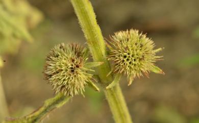 Hyptis brevipes Poit. 短柄香苦草