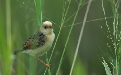 Cisticola exilis volitans (Swinhoe, 1859) 黃頭扇尾鶯