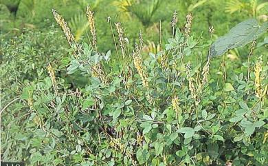 Crotalaria pallida var. obovata (G. Don) Polhill 黃野百合