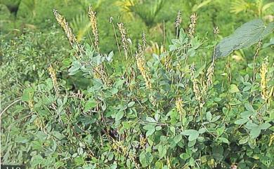 Crotalaria pallida var. obovata 黃野百合