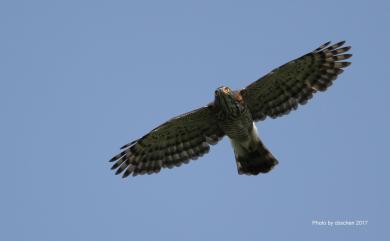 Accipiter trivirgatus formosae Mayr, 1949 鳳頭蒼鷹(台灣特有亞種)