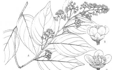 Tripterygium wilfordii Hook.f. 雷公藤
