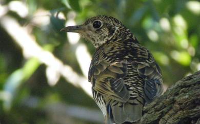 Zoothera dauma (Latham, 1790) 虎斑地鶇