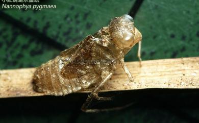 Nannophya pygmaea Rambur, 1842 小紅蜻蜓