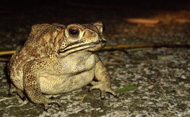 Duttaphrynus melanostictus (Schneider, 1799) 黑眶蟾蜍